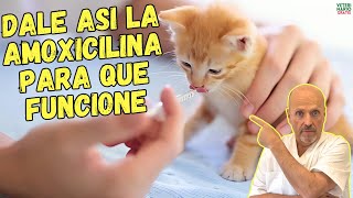 ✅ ¿COMO DAR LA AMOXICILINA PARA GATOS ¿A QUE DOSIS ¿PARA QUE SIRVE ✅ [upl. by Solnit]