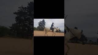 Horseback Archery Training [upl. by Fortin]