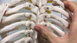 Thoracic Palpation and Rib Mob Tips [upl. by Daahsar364]