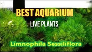 Best Live Plants for Tropical Aquariums  Limnophila Sessiliflora [upl. by Bat550]