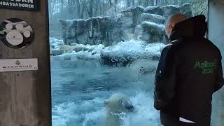 Aalborg Zoo Happy polar bear 03 [upl. by Rebhun]