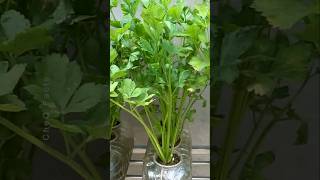 How to Grow Coriander at Home Using Plastic Bottles plants farming shorts [upl. by Blessington172]