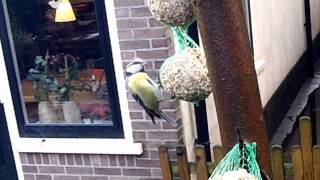 Pimpelmeesje in de tuin [upl. by Marna]