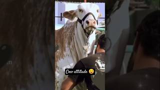 COW ATTITUDE cow viralshort [upl. by Acisseg]