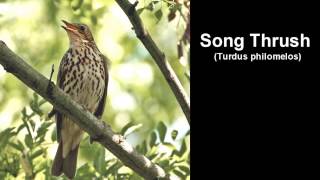 Song Thrush Bird Call and Pictures for Teaching BIRDSONG [upl. by Ayojal]