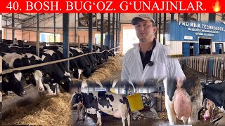 PRO MILK FERMASIDA BUGʻOZ GʻUNAJINLAR OLIY SOʻRTLARI40 Bosh Zoʻri shular😲 [upl. by Heim630]