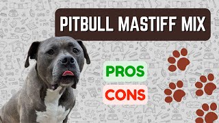 Pitbull Mastiff Mix IMPOSING Yet Protective PROS amp CONS [upl. by Atiluap]