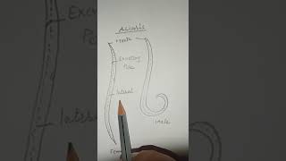 how to draw ascaris  How to draw round worm How to draw round worm step by step in easy way [upl. by Cornwell829]