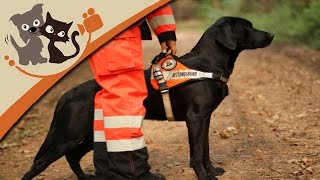 Rettungshundeausbildung  Die Ausbildung zum Rettungshund [upl. by Aierbma958]