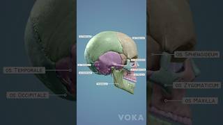 3D cranium bones anatomy  learn all the cranial bones in 3D [upl. by Kiele]