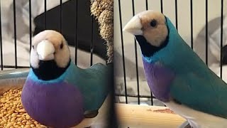 Blue Gouldian breeding success 2021 [upl. by Puritan]