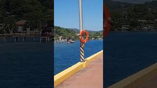 The amazing coral reefs in Coxen Hole port at Roatan lsland Honduras [upl. by Ebbarta]