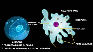 Structure of Amoeba [upl. by Anifares567]