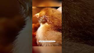 Why Chick Beaks Are Trimmed The Farm Practice Behind Beak Trimming shorts [upl. by Asoramla]