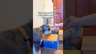 How my Schnauzer helps me unbox packages 📦 [upl. by Ajoop]