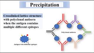 Precipitation Reactions Precipitation Curve  Mancini method Ouchterlony method [upl. by Levania167]