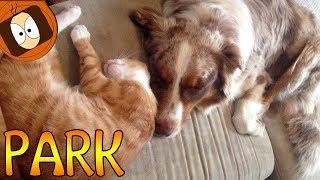 VLOG  BERGER AUSTRALIEN POULES amp CHATON 🐺🐈 [upl. by Neltiac]