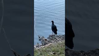 Pūkeko In Flight  Australasian Swamphen birds birdwatching shorts [upl. by Edmon]