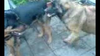 Rottweiler Vs Leonberger [upl. by Nonnarb]