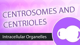 Intracellular Organelles The Centrosome [upl. by Hogen395]