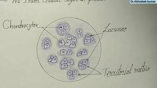 Histology of Hyaline Cartilage [upl. by Negaem]