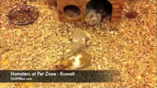 Hamsters at Pet Zone store  Kuwait [upl. by Elleirad]