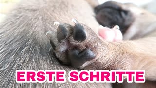 DIE ERSTEN SCHRITTE 😍🐾 [upl. by Enitram]