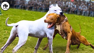 Trained Dogo Vs Pitbull Comparison  Pitbull Vs Dogo Argentino Real Video [upl. by Hartmann830]