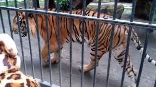 Tiger meows like a cat Pitched up tiger vocalizations [upl. by Ennovyahs]