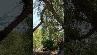 Greenworks 40V pole saw cutting a sketchy broken 300lb limb [upl. by Feinstein]