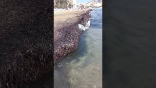 Posidonia power protecting Postiguet beach Alicante against Erosion 9112024 [upl. by Ketchum]