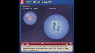 Meiosis  Mcgraw Hill [upl. by Leiba279]