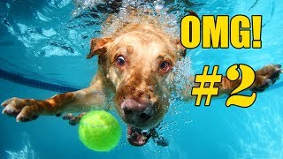 🐶 Grappige Honden Filmpjes OMG  Compilatie Deel 2 [upl. by Killy]