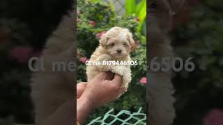 Maltipo puppies available trending viralshort shortsvideo shortvideo shorts maltipoo dogbreed [upl. by Ehcadroj]