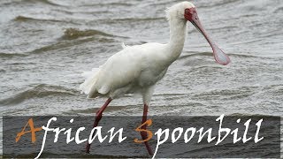 African Spoonbill Bird Call  Stories Of The Kruger [upl. by Greggory928]