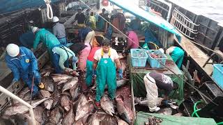 Keahlian MenakjubkanKalian harus nonton video iniprocesing ikan tuna monster tercepat [upl. by Eey]