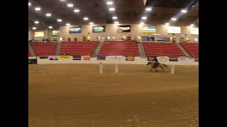 Mounted shooting competition in Las Vegas 45 caliber pistol shooting marksmanship from horseback [upl. by Ardnala]