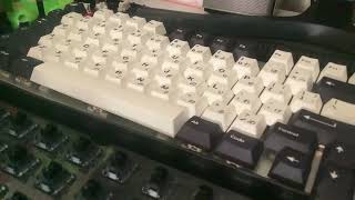 Akko da jelly black switches [upl. by Isyad]