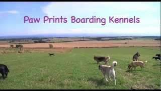 Paw Prints boarding kennel video [upl. by Yaresed322]