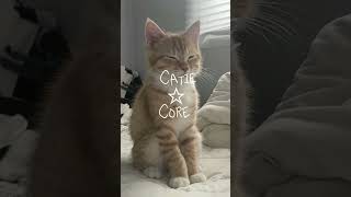 catie core aesthetic capcut me lazyedit whatnext fyp shorts cat fall catiecore kitty [upl. by Luther557]