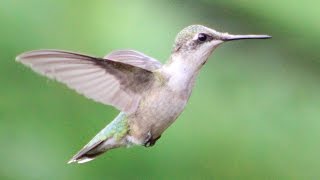 Hummingbird Wing Sounds [upl. by Levenson485]