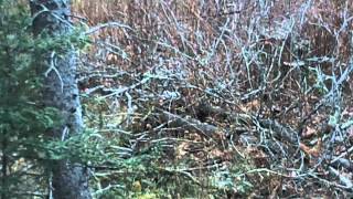 White Weasel  Ermine in the UP of Michigan [upl. by Elvia]