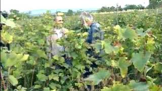 რთველი 2011 Harvest 2011 Our Wine ჩვენი ღვინო [upl. by Nrojb]