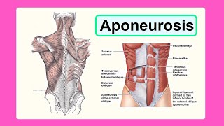 aponeurosis [upl. by Wight964]