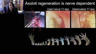 The axolotl salamander as a model for nervedependent regeneration [upl. by Somar]