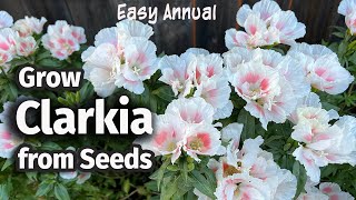 How to Grow Clarkia or Godetia from seed 🌸  An Easy Annual Flower [upl. by Aleil504]