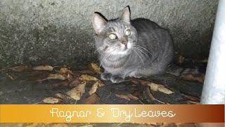 Ragnar amp Dry Leaves [upl. by Acinnod134]