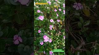 Vinblastine and Vincristine Anticancer Phytochemicals from Catharanthus roseus Plant anticancer [upl. by Funch]