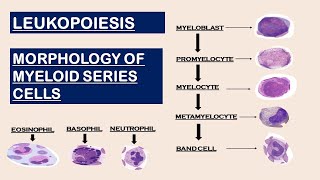 Leukopoiesis  Morphology of Myeloid Series cells [upl. by Dnalyr36]