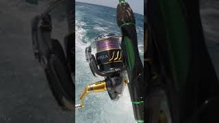 Reel Sultan Idaman Pemancing shortvideo fishing mancing short [upl. by Hsekin]